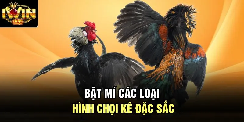 Bật mí các loại hình chọi kê đặc sắc